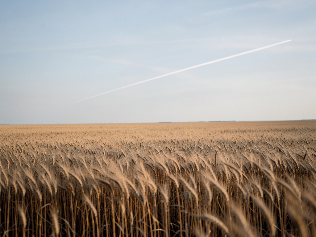 vast flat Kansas wheat field under pale winter