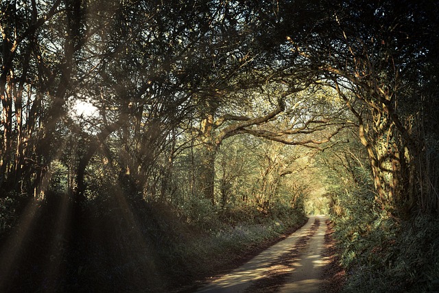 path avenue forest passage cornwall england trees spring landscape nature rural united kingdom green goal road path fore