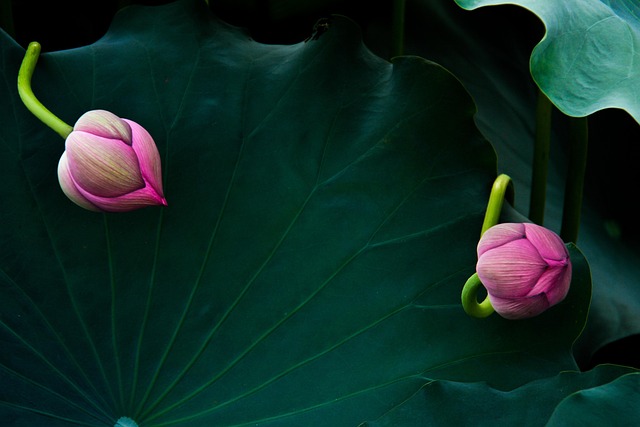 lotus bud chase play