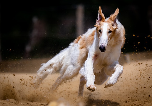 dog canine race run pet running dog racing race course animal hunt greyhounds rush