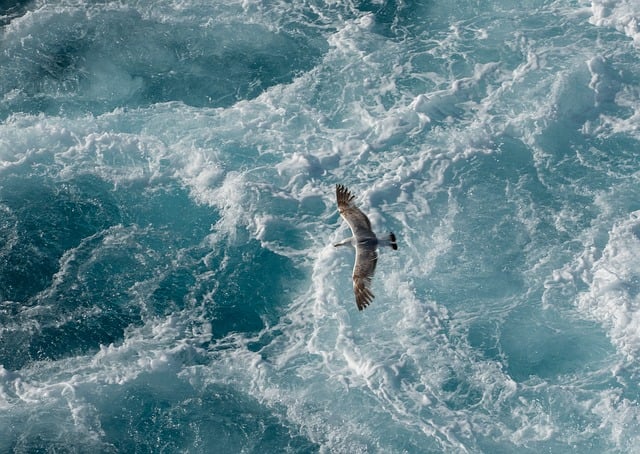 seagull flight ocean water nature waves blue ornithology wing flying foam splash sea foam element wingspan freedom calm