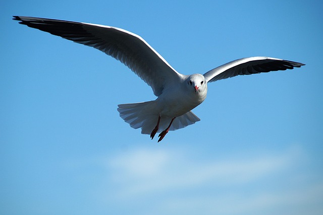 seagull bird flight fly flying bird wings feathers plumage nature ave avian ornithology birdwatching animal animal world