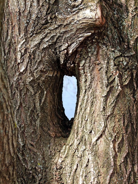 log adhesions merger forest nature hole merger merger merger merger merger