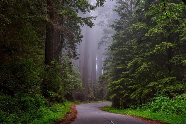 What the Evidence Does NOT Establish — 21+ Redwood Train Car