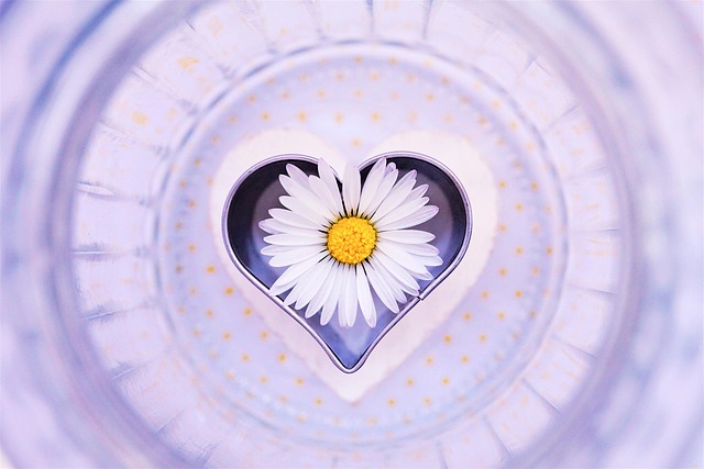 daisy flower heart love beautiful flowers blossom bloom flower wallpaper valentine s day symbol in love pick sweet map t