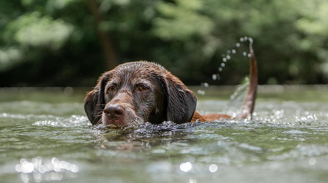 Key Factors to Consider — 9 Pet-Friendly Hotels in Savannah Where