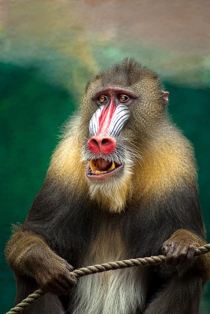 ape mandrill africa baboon animal wildlife botswana safari south africa mammal nature primate