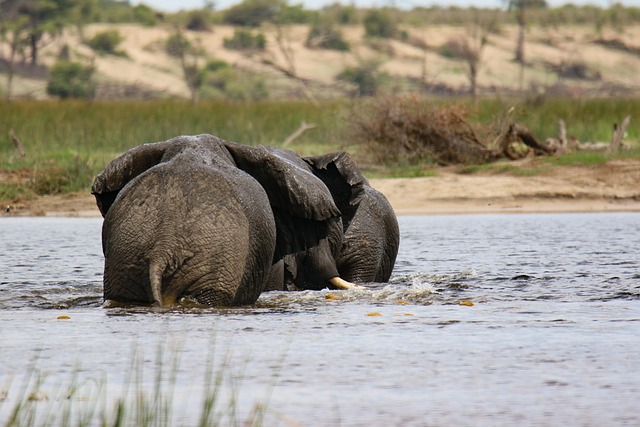 elephants river africa mammals botswana sarafi nature elephants elephants elephants elephants elephants botswana botswan