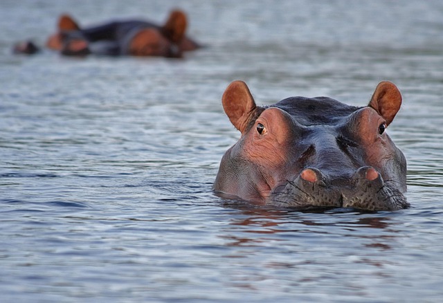 hippo hippopotamus animal look watch attentive water wild animal wilderness africa botswana nature south africa hippo hi