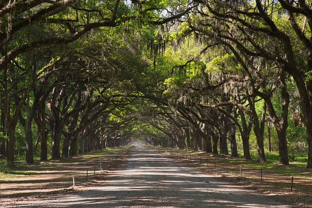 forest trees road path avenue park landscape nature countryside tourism savannah georgia chatham uk georgia georgia geor