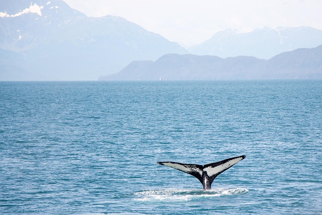 What the Evidence Does Not Establish — Alaska Companion Fare