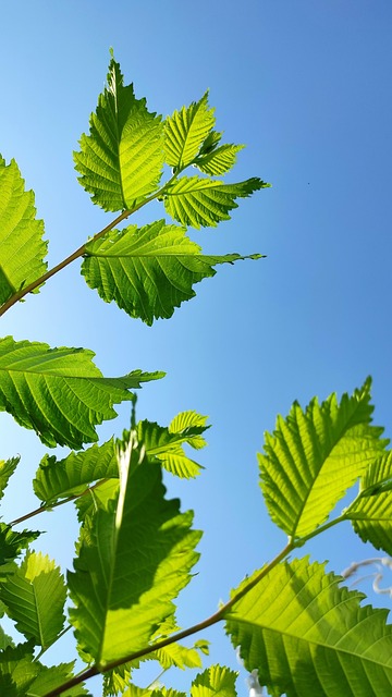 leaves branch sky nature summer Almaty Almaty Region Kazakhstan