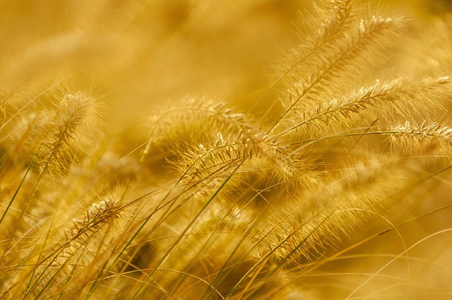 Decision Framework — Amex Gold's AU Fee vs.