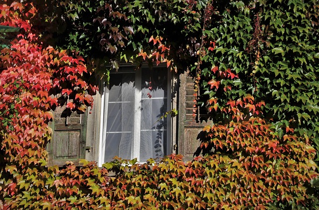 window autumn attic wine partner shutters windowsill in the fall red leaves nature leaf ivy plants leaves red flora grow