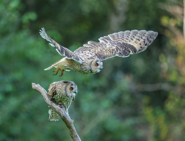 What the evidence does NOT establish — Animawings Flight Suspension
