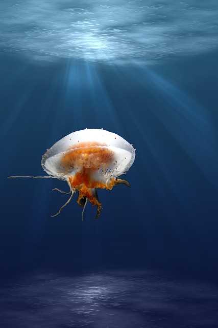 jellyfish tentacles ipad wallpaper animal underwater sea jelly cnidaria iphone wallpaper marine life sea life ocean life