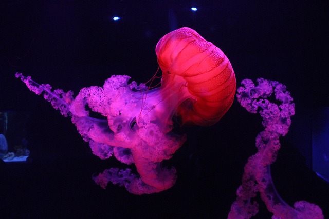 jellyfish animal underwater sea jelly cnidaria marine life sea life ocean life nature aquatic animal tentacles wildlife