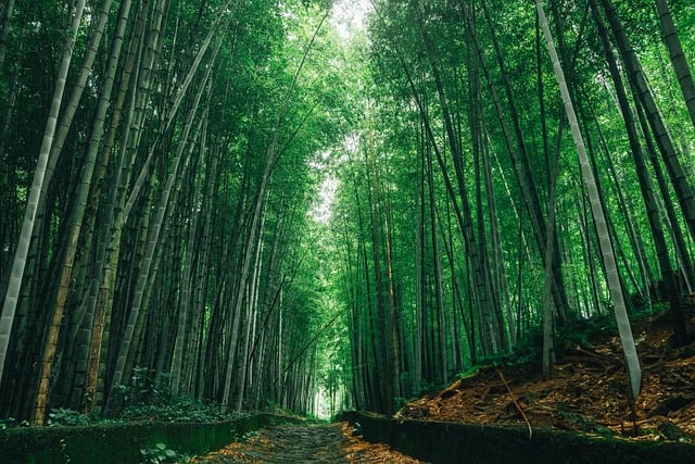 nature landscape japan travel kumamoto