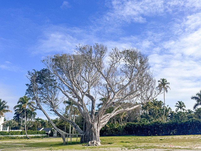 Free Night vs Points vs Discounted Cash — Banyan Tree award nights