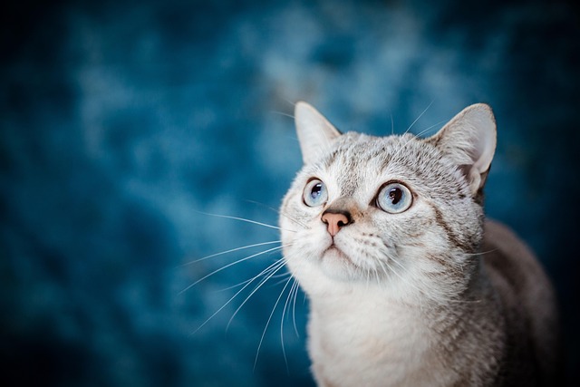 cat pet animal sea nature country