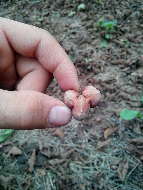hazelnut cheap nature