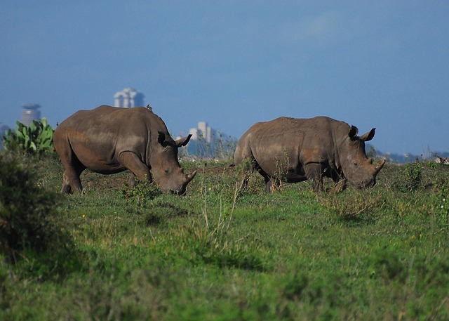 JFK-DOH-NBO Feb 10-18 Ticketed — Cheap business class to Nairobi
