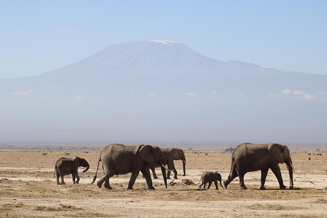 Live-Checked Proof — Cheap flights to Kilimanjaro