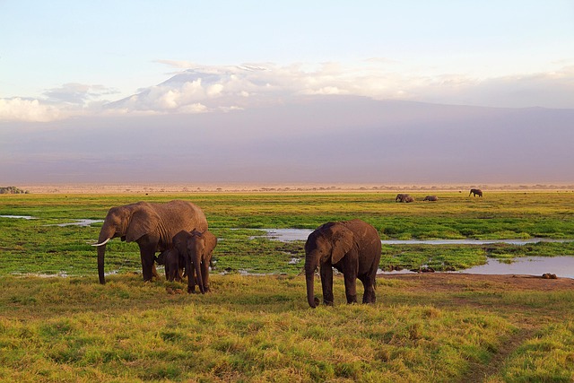 Worked Case — Cheap flights to Kilimanjaro