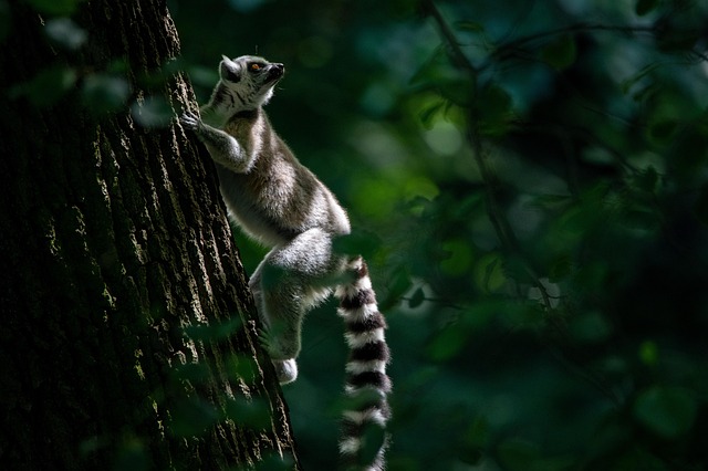 Live Receipts — Cheap flights to Madagascar