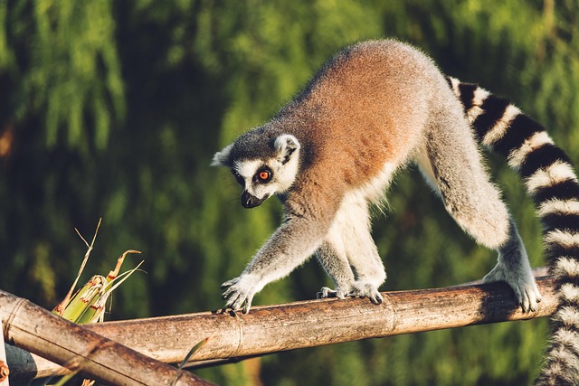 JFK to TNR Oct 14-28 Worked — Cheap flights to Madagascar