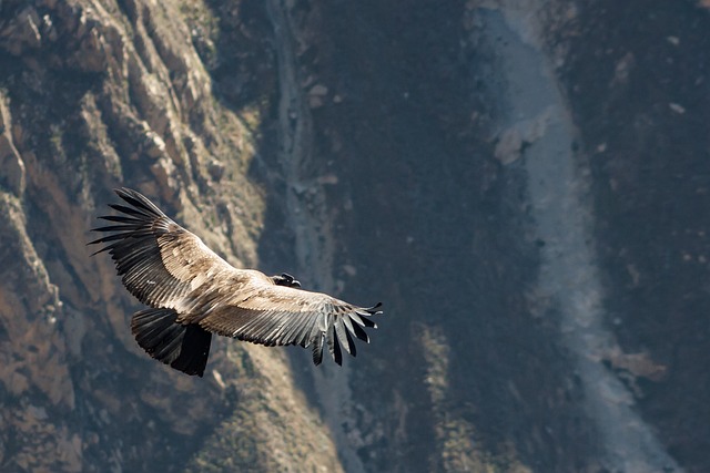 How Condor Files Z-Fares While Lufthansa Holds — Condor business class flights