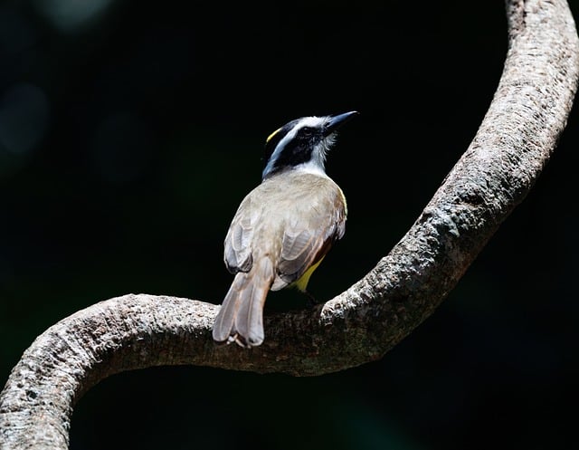 Numbers that decide the booking — Costa Rica dry season award flights