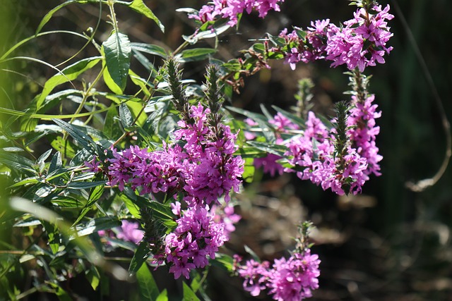 september plant nature color violet