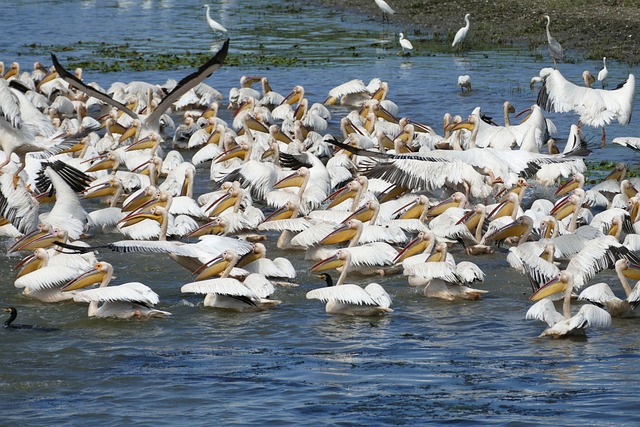 romania danube danube cruise southeast europe delta water danube delta river cruise tulcea bird pelican heron cormorant