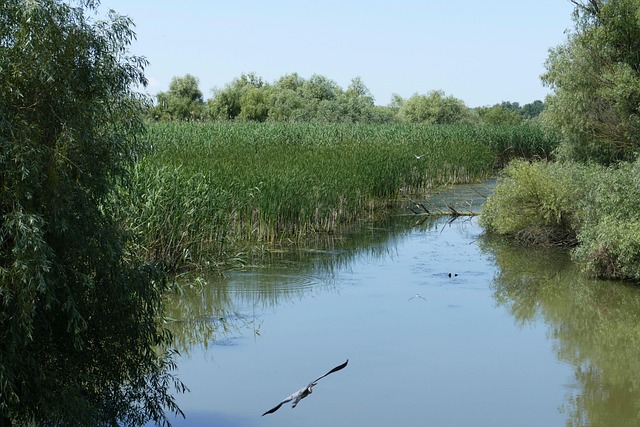 romania danube danube cruise southeast europe delta water danube delta river cruise tulcea reed nature landscape danube