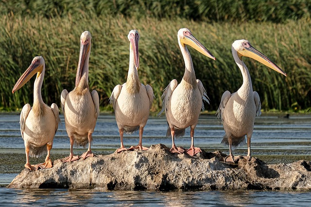 great white pelicans birds rock lake bird watching danube delta romania conservation ecology ecotourism natural reserve