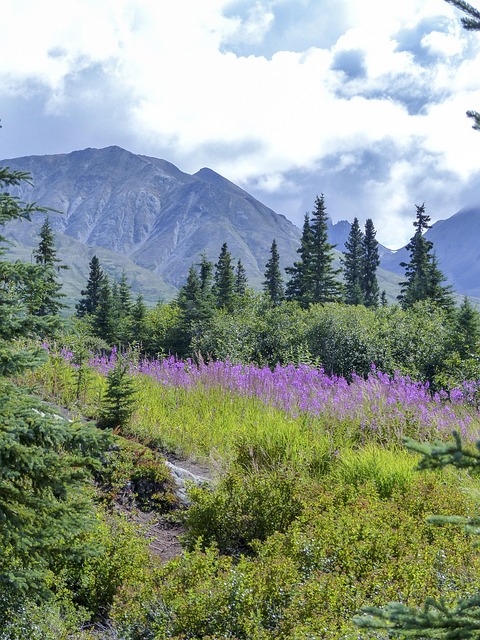 Costs and Numbers That Matter — Denali Park Road 2026