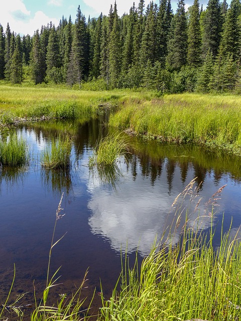 What the Evidence Does NOT Establish — Denali Park Road 2026