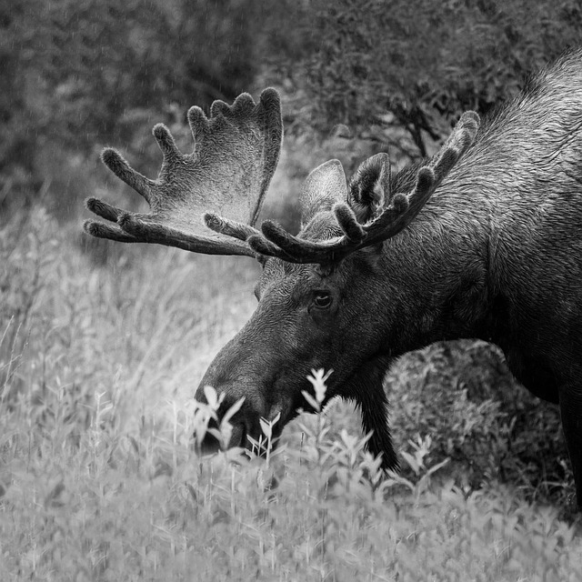 Key Factors to Consider — Denali summer 2026