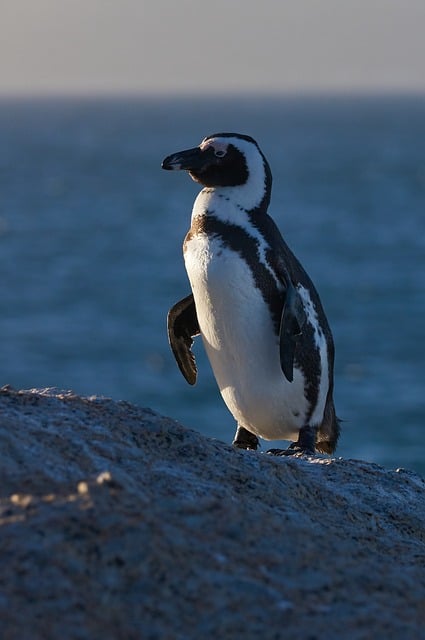 The Evidence: What the Sources Actually Say — Doha to Cape Town 2026