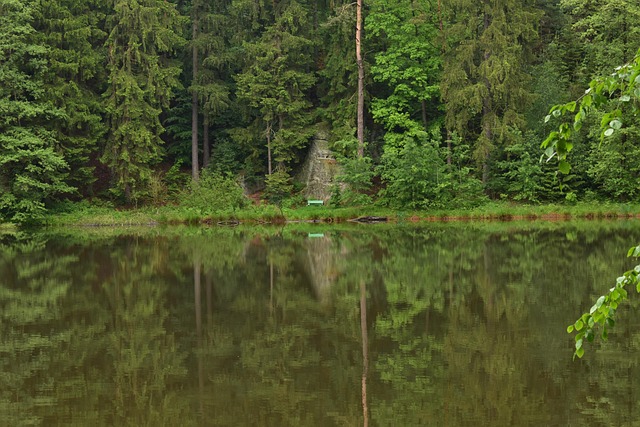 water lake nature forest hour a tree trees the air fresh relax rest
