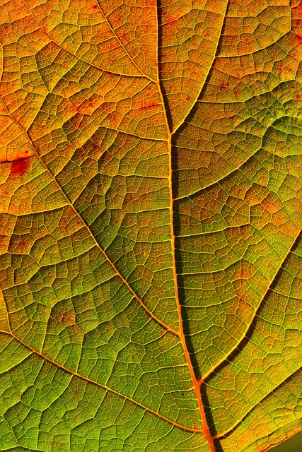 Insider Tactics — Fall Leaf-Peeping Road Trips 2026