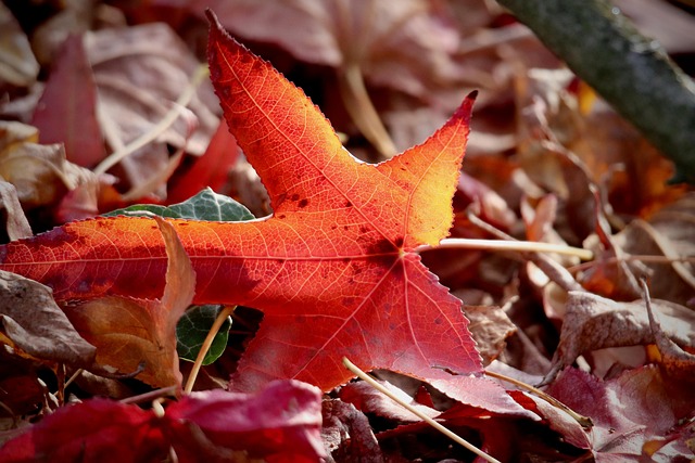 Common Mistakes — Fall Leaf-Peeping Road Trips 2026