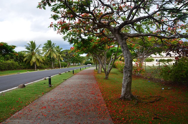 fiji tree nature safflower