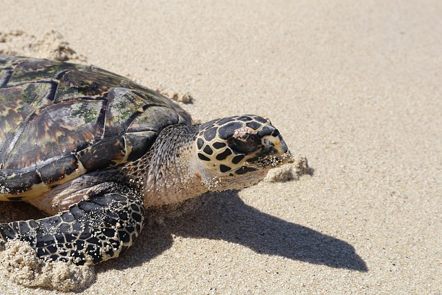turtle beach sand nature fiji