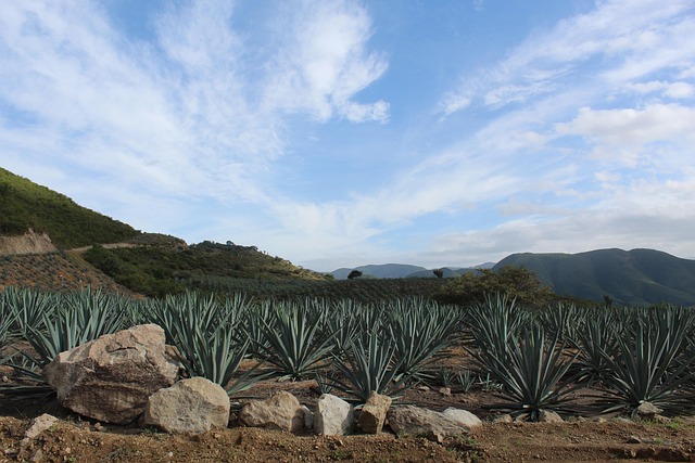 blue sky plant nature oaxaca