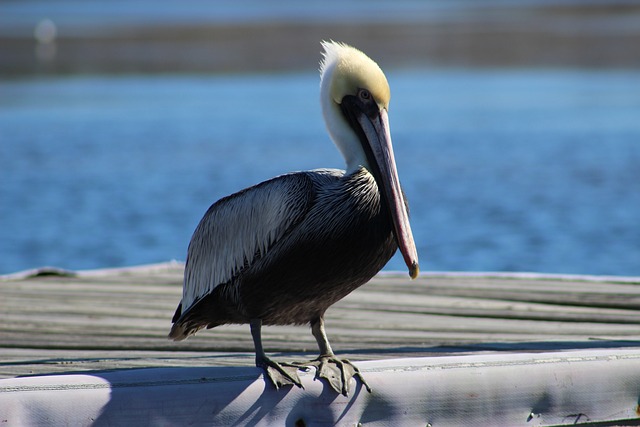 Options compared: connection vs rail vs drive — Florida Gulf Coast spring break flights