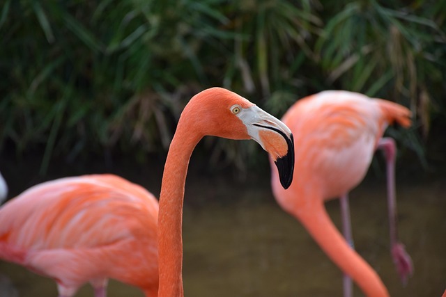Common Mistakes — Floridas Pink Palace Was Built on