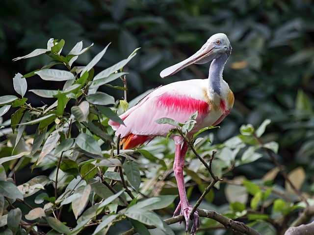 How It Works — Floridas Pink Palace Was Built on
