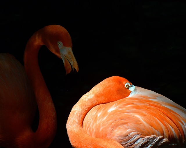 Insider Tactics — Floridas Pink Palace Was Built on